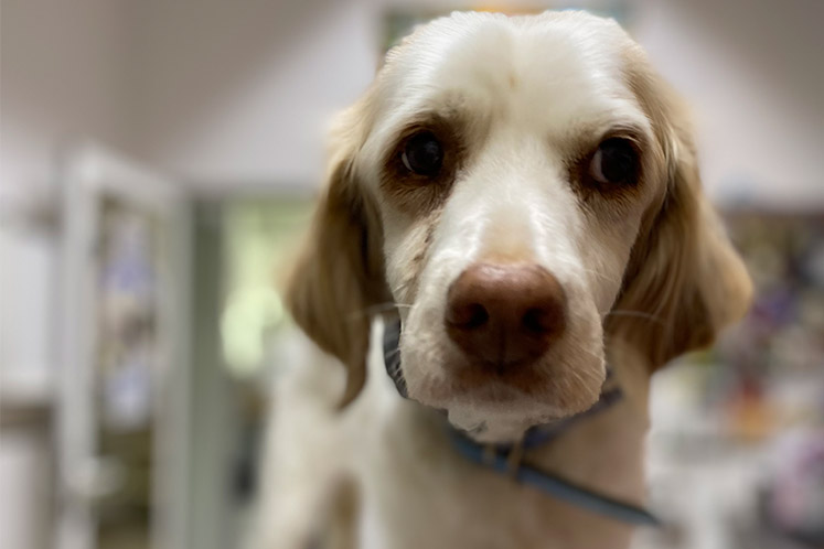 perro mirando dos clientes mascotas bichos clínica veterinaria