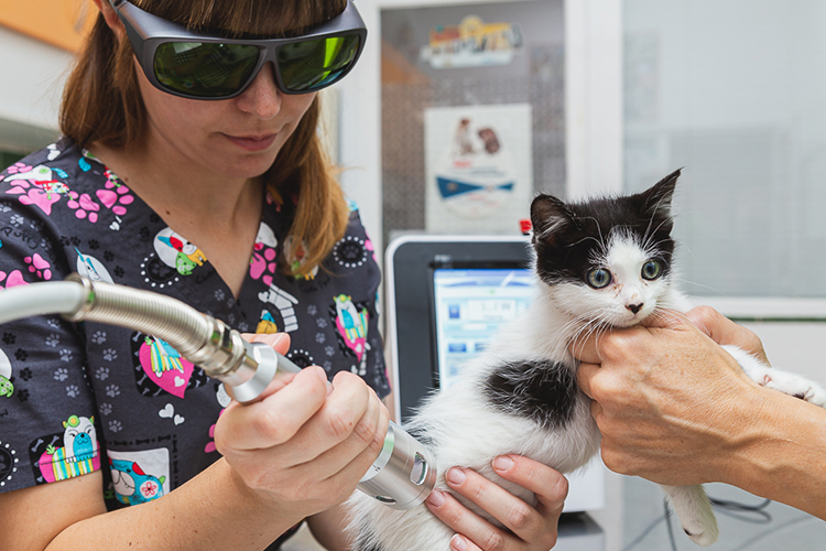 gato laser clientes mascotas bichos clínica veterinaria