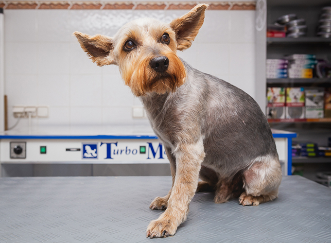perro clientes mascotas bichos clínica veterinaria