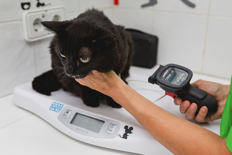 gato negro clientes mascotas bichos clínica veterinaria
